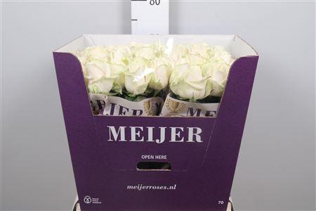 <h4>R Gr Dorchester+</h4>