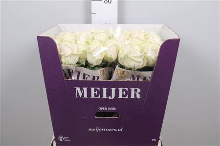 <h4>R Gr Dorchester+</h4>