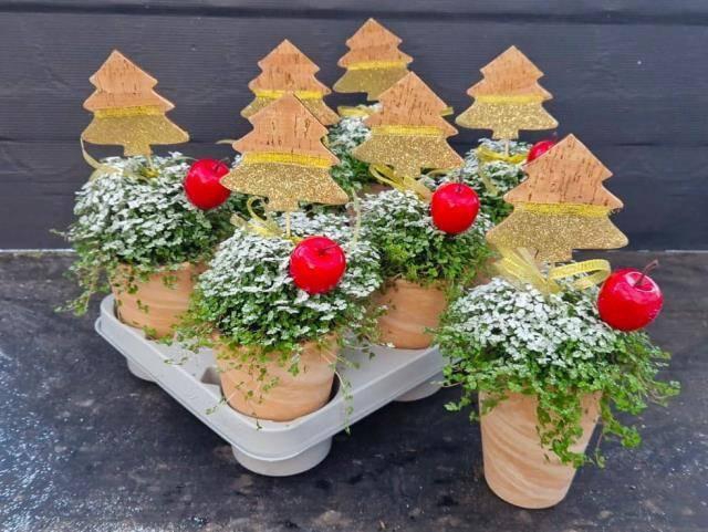 <h4>SOLEI SOL GROEN</h4>