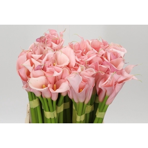Zantedeschia Eydolls Salmon