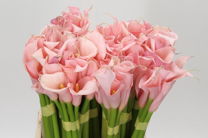 Zantedeschia Eydolls Salmon