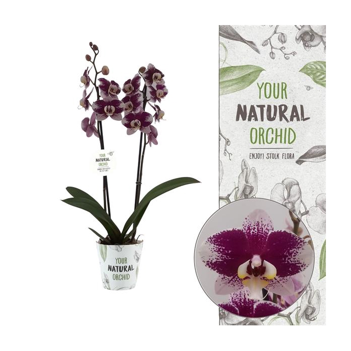 <h4>Your Natural Orchid | Barcelona | Phalaenopsis 2 spike</h4>