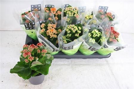 <h4>Kal Ge Gem 5 Kl</h4>