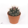 FEROCACTUS HAMATACAN