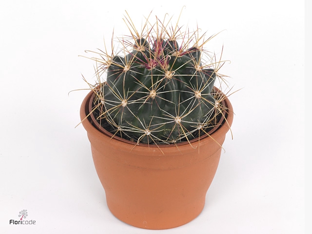 FEROCACTUS HAMATACAN