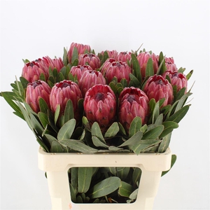 Protea Red Ice