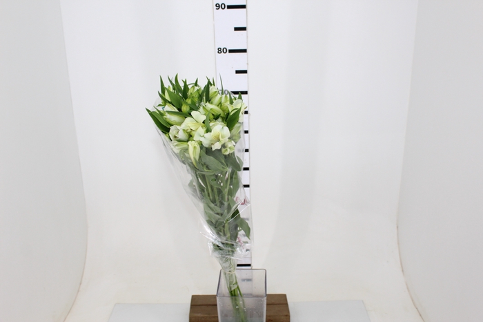 ALSTROEMERIA AKEMI 080 CM
