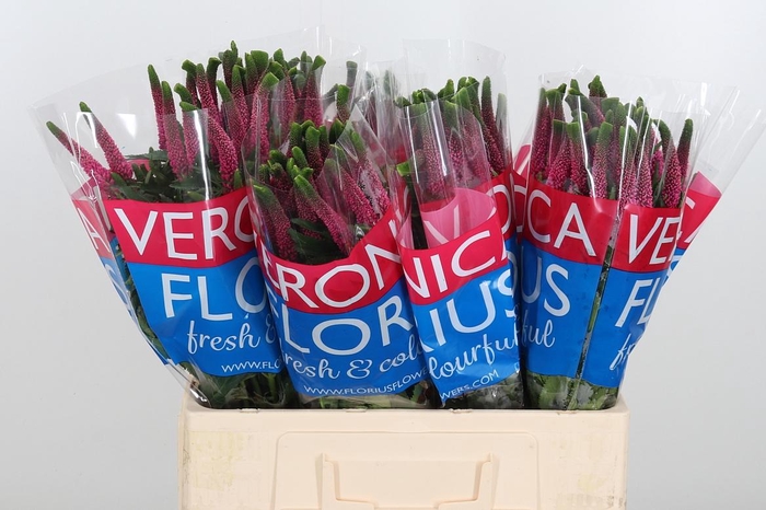 <h4>Veron Smart Iselle</h4>