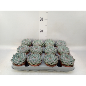Echeveria   ...