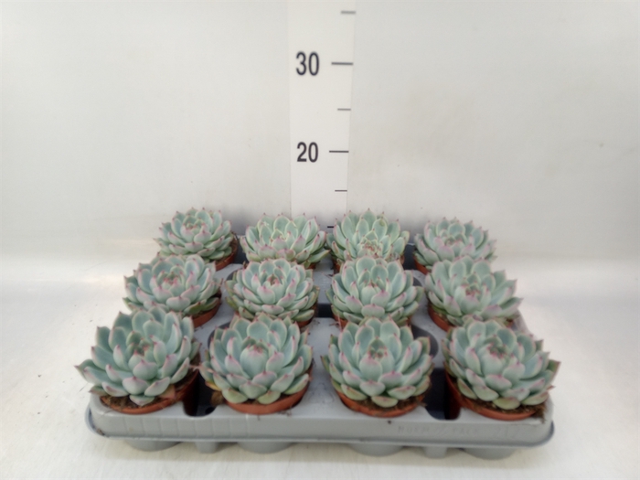 <h4>Echeveria   ...</h4>