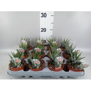 Haworthia fasciata 'Big Band'