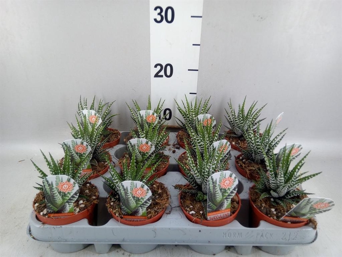 <h4>Haworthia fasciata 'Big Band'</h4>