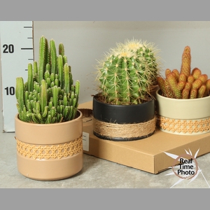 CACTUS GEM