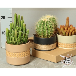 CACTUS GEM