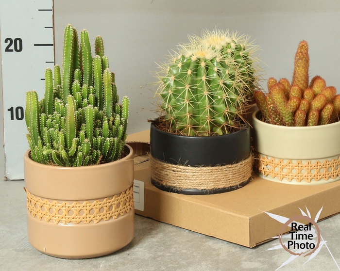 <h4>CACTUS GEM</h4>