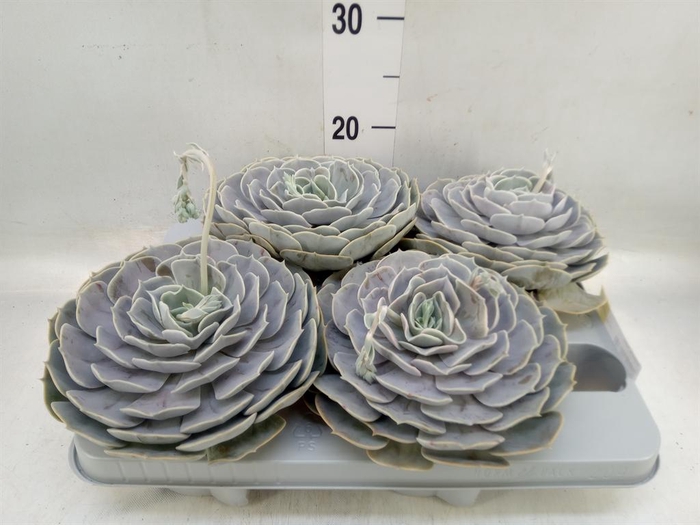 <h4>Echeveria 'Pollux'</h4>