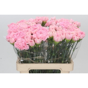 Dianthus St Maruchi