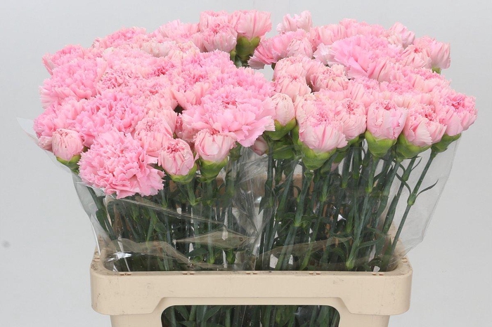 <h4>Dianthus St Maruchi</h4>