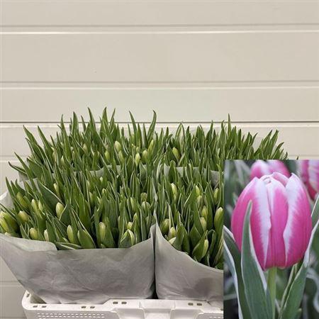 <h4>Tu En Mark Design</h4>