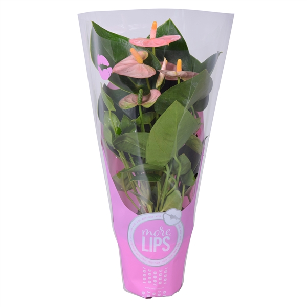 <h4>MoreLIPS® Anthurium Spirit in ShowHoes</h4>