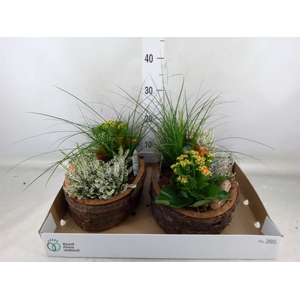 Arr.   Tuinplanten L%