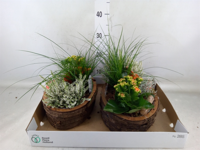 <h4>Arr.   Tuinplanten L%</h4>