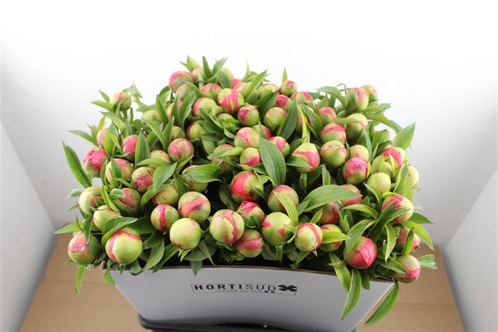 <h4>Paeo L Coral Charm</h4>