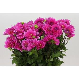 Dahlia Onesta