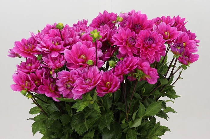 <h4>Dahlia Onesta</h4>
