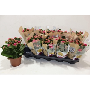 arr8 Kal Ge Don Victorio