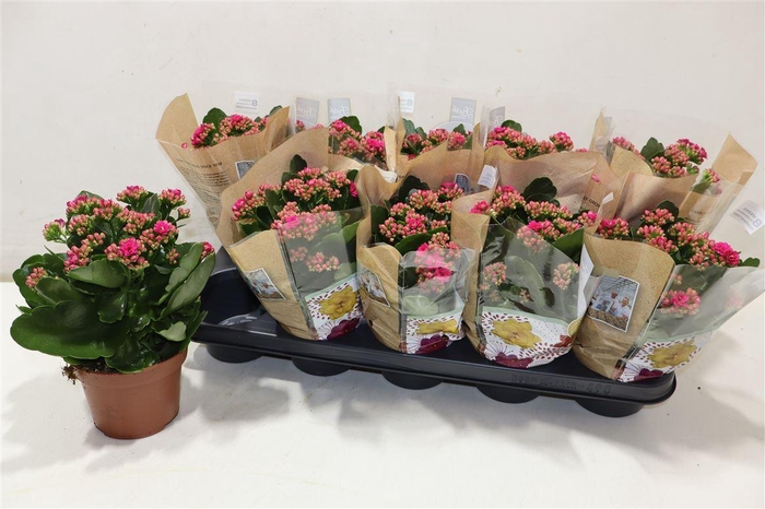 <h4>arr8 Kal Ge Don Victorio</h4>