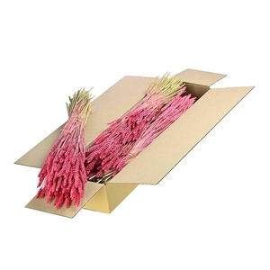 Tarwe Sb Sugar Pink