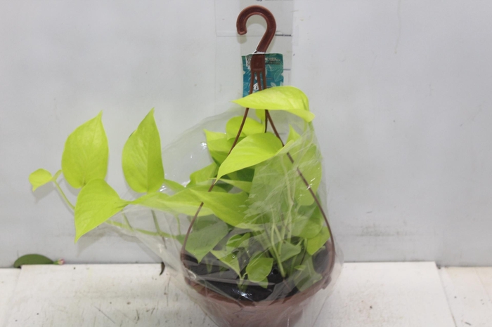 <h4>JIBOIA AMARELO C21 PENDENTE</h4>