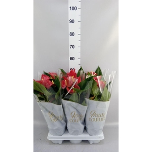 Anthurium andr. 'Casparo'