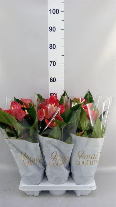 <h4>Anthurium andr. 'Casparo'</h4>