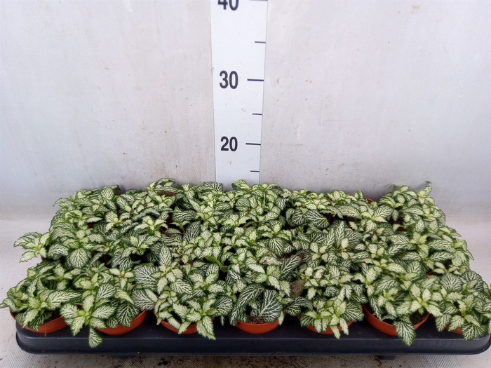 <h4>Fittonia  'Mosaic White Tiger'</h4>