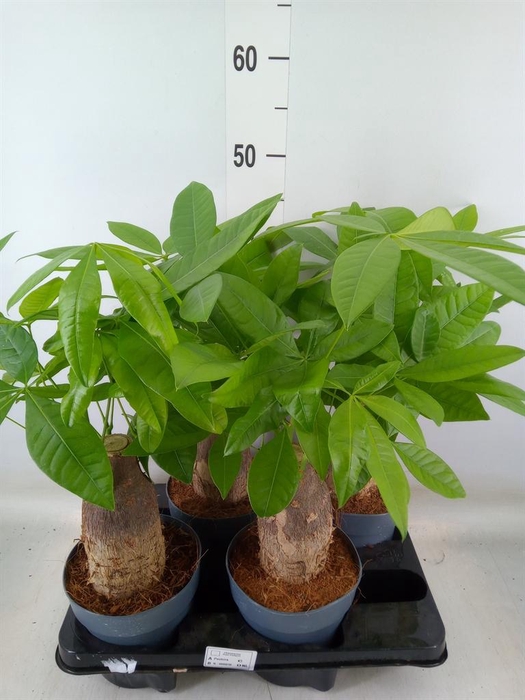 <h4>Pachira aquatica</h4>