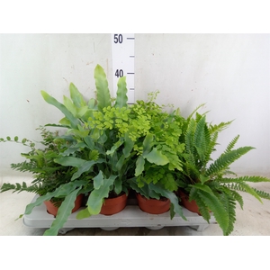 Ferns   ...mix