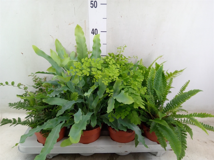 <h4>Ferns   ...mix</h4>