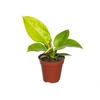 PHILODENDRON MOONLIGHT P12