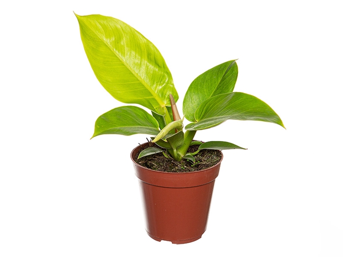 PHILODENDRON MOONLIGHT P12