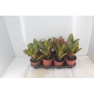 CROTON HIBRIDO PETRA P15