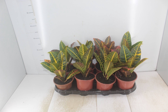 <h4>CROTON HIBRIDO PETRA P15</h4>