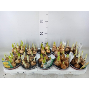 Narcissus   ...mix 3