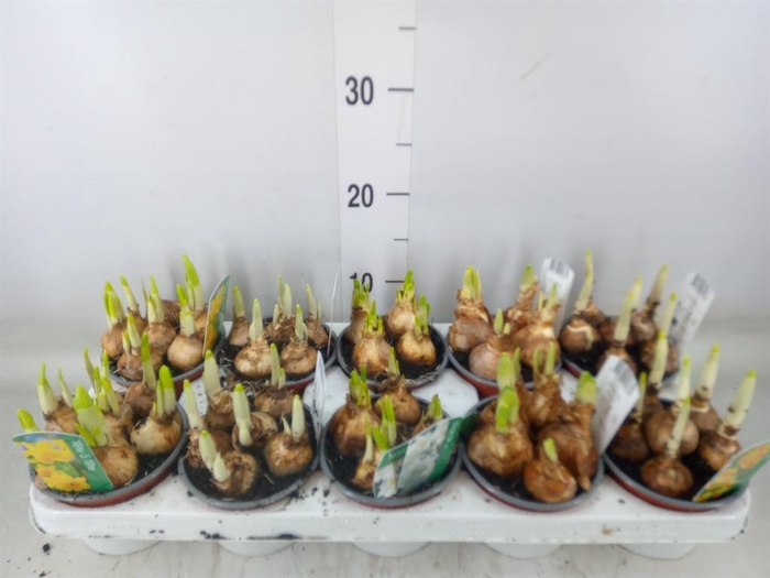 <h4>Narcissus   ...mix 3</h4>