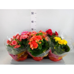 Begonia elat. DU   ...mix