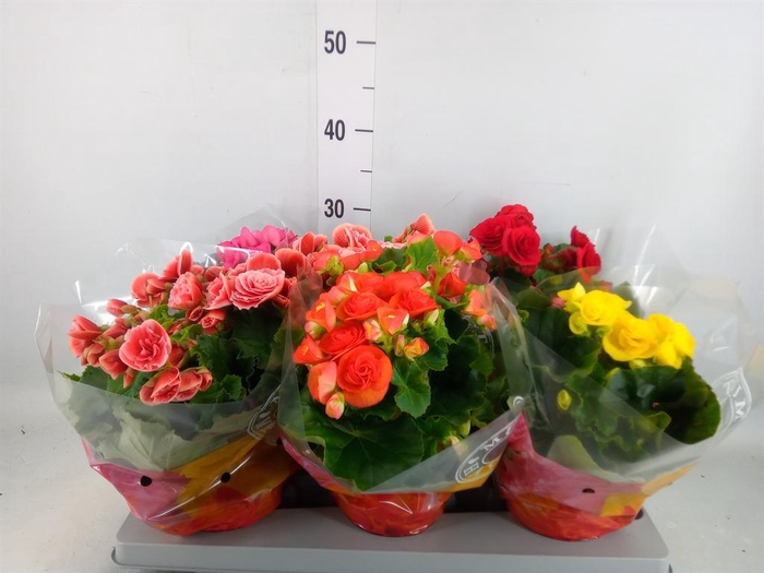 <h4>Begonia elat. DU ...mix</h4>