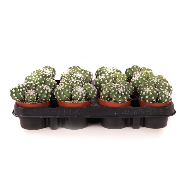 <h4>Echinopsis denudatum 8,5 cm</h4>