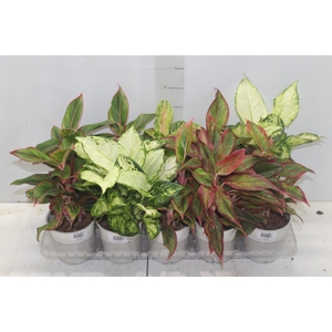 AGLAONEMA VARIADA P12