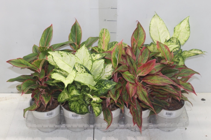 <h4>AGLAONEMA VARIADA P12</h4>